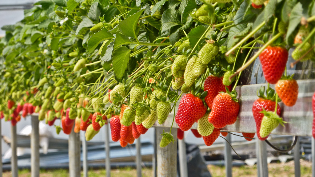 AGROinvent Smart Facility